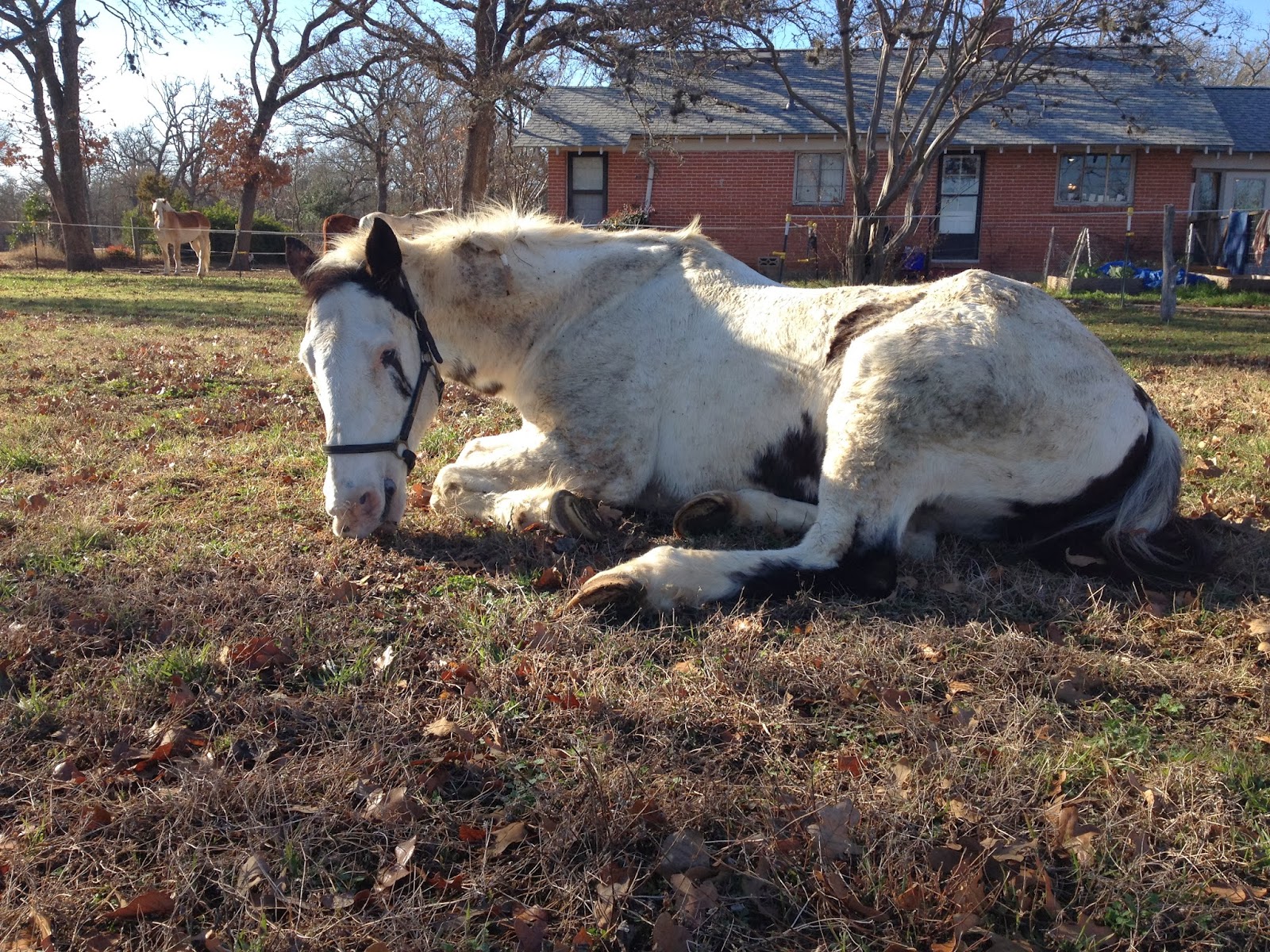 Wyvern Oaks Old horses are fragile