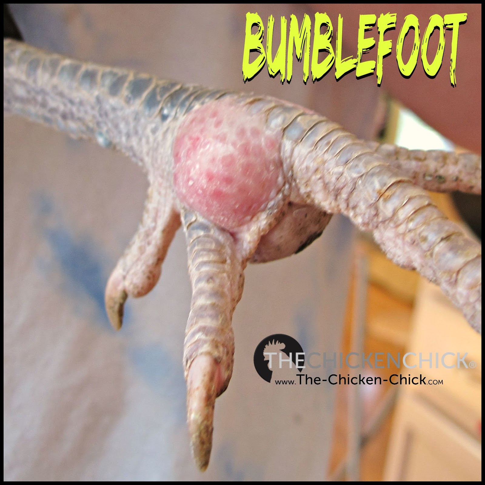 BUMBLEFOOT in Chickens Causes & treatment. **WARNING Graphic Photos