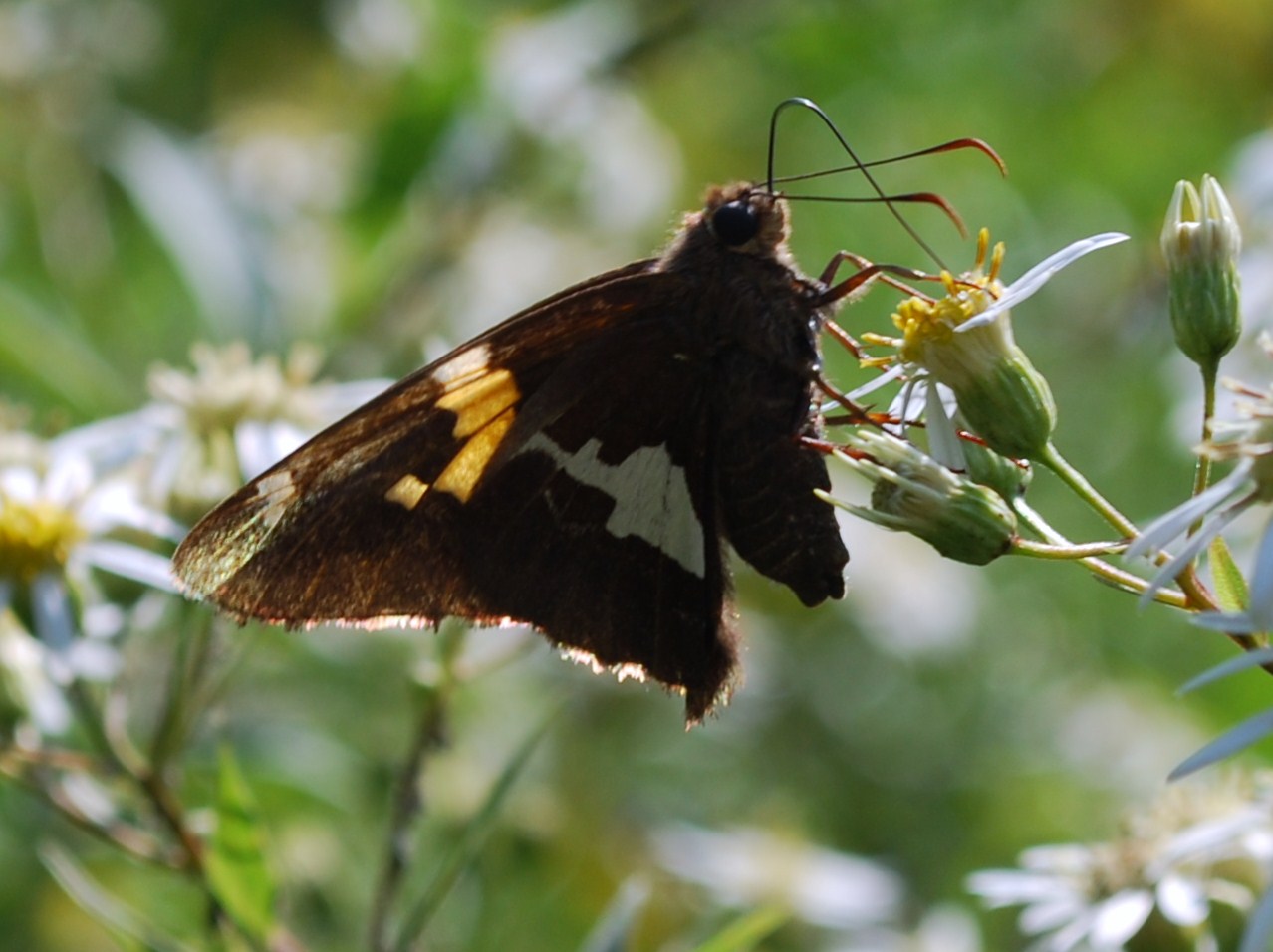 High Virginia Outdoors Butterfly of the Month/July