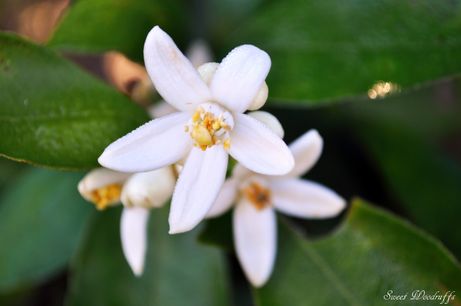 Sweet Woodruffs Orange Trees are Blooming!
