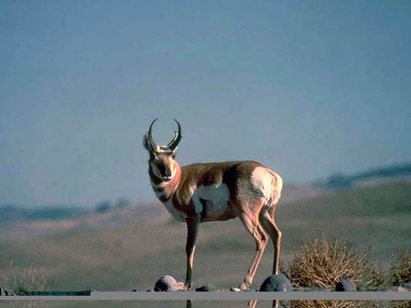 Wallpaper Collections: antelope wallpaper