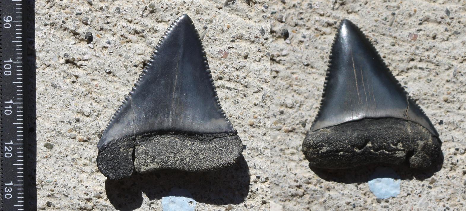 The Coastal Paleontologist, atlantic edition: California shark teeth