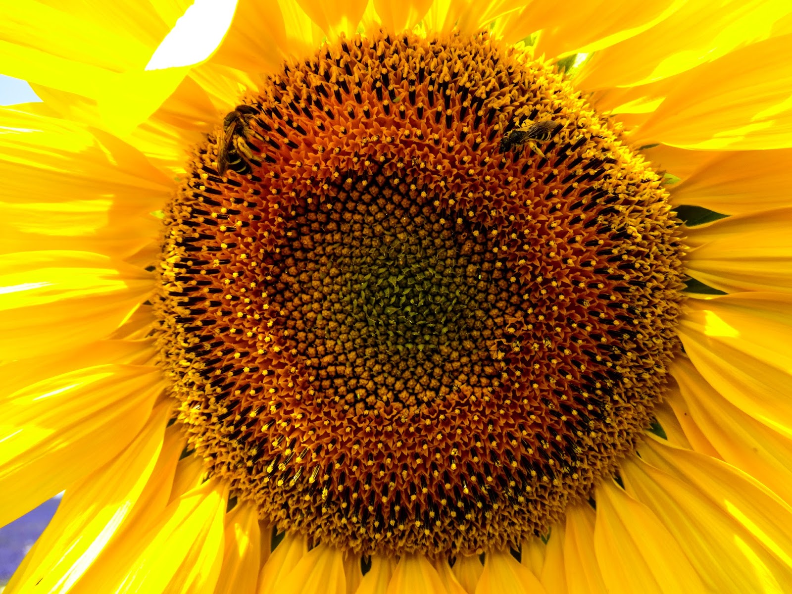 The Road Less Traveled Provence in Bloom, France