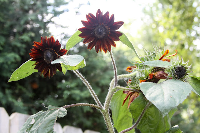 chianti sunflowers, sunflowers, summer garden, late summer, Anne Butera, My Giant Strawberry