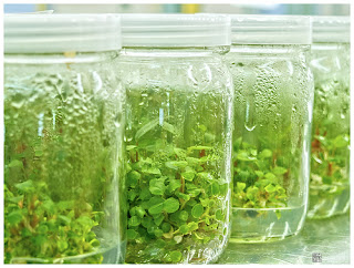 Download this Micro Prorogation Tissue Culture Plant picture