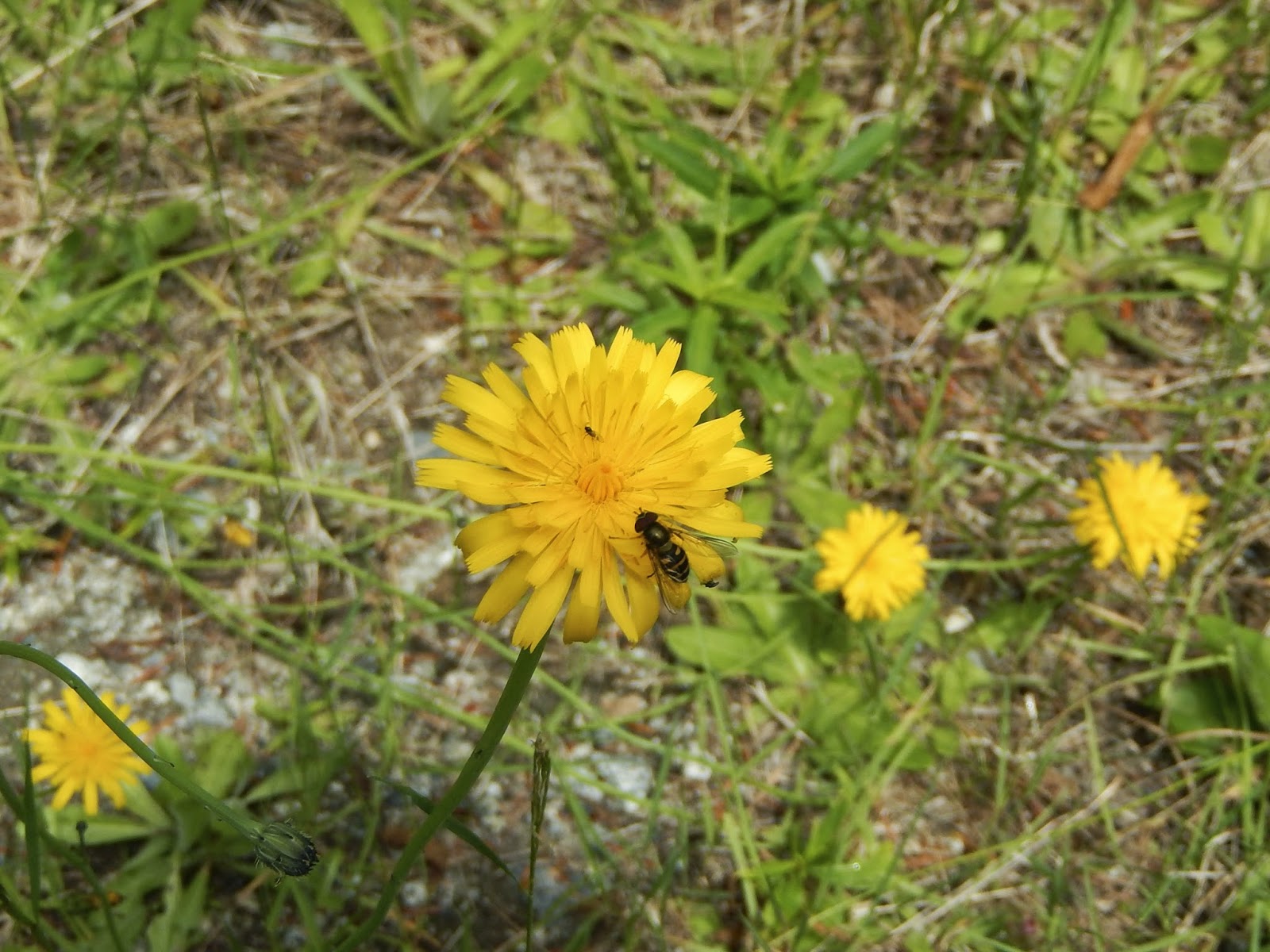 Powell River Books Blog Coastal BC Plants Common Dandelion