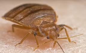 Little Voice : Petua Hilang kan Pijat aka 'BEDBUG' yg JAHAT