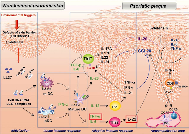 Psoriasis inflammatory pathway: Image credit: www.clinsci.org Psoriasis inflammatory pathway: Image credit: www.clinsci.org