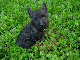 Cairn Terrier Puppy Image
