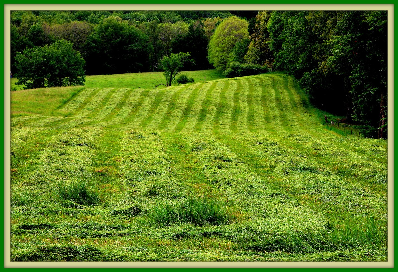 Walk With Father Nature The Watcher