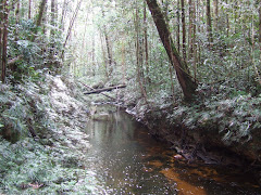 Deep Forest in Batang Toru Forest Block