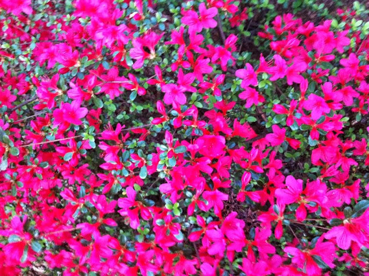 azaleas crazy pretty