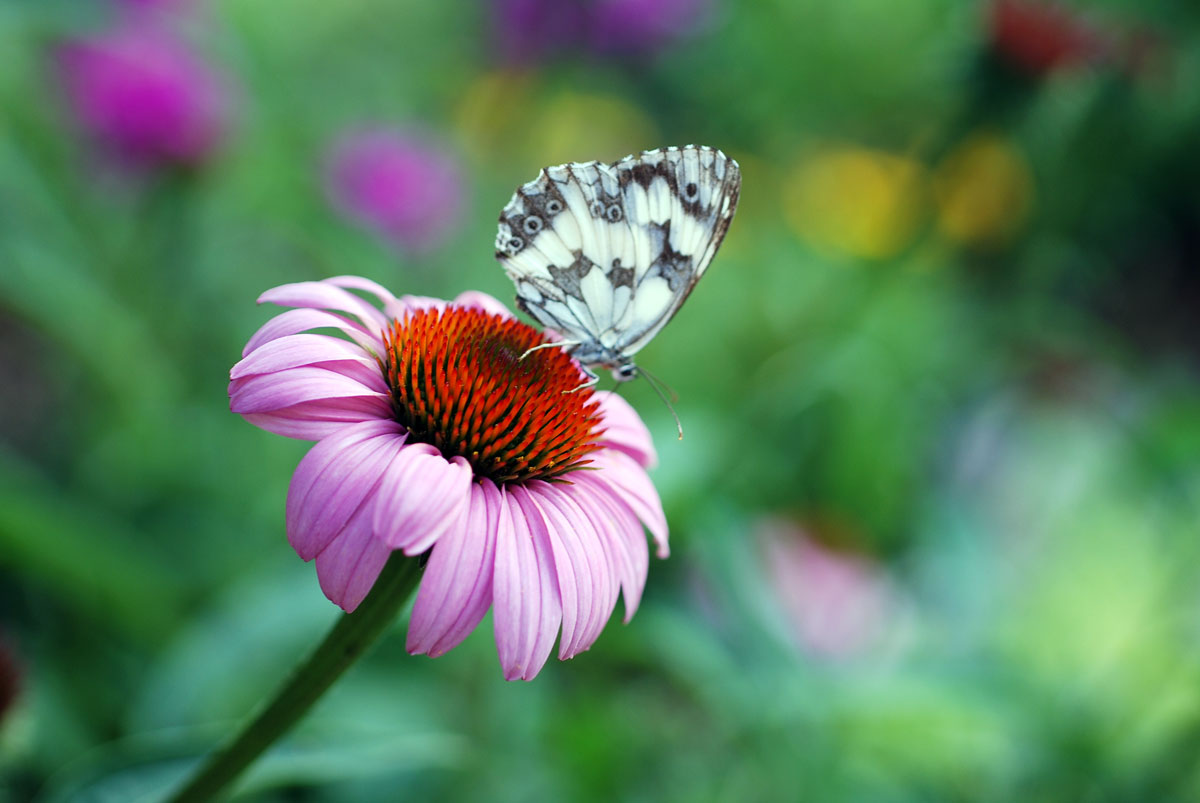 Il Mondo In Un Giardino A Proposito Di Bacche Nandina Domestica