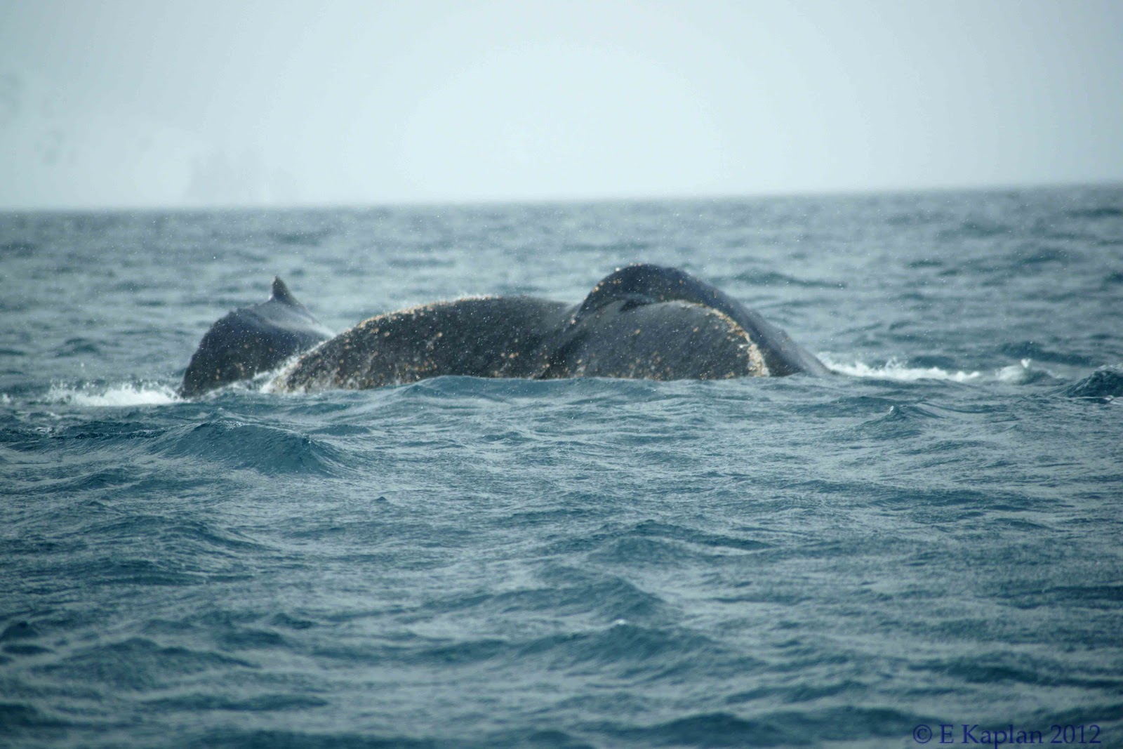 A Real Whale