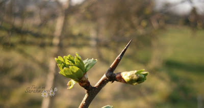 spring buds macro close up thorn