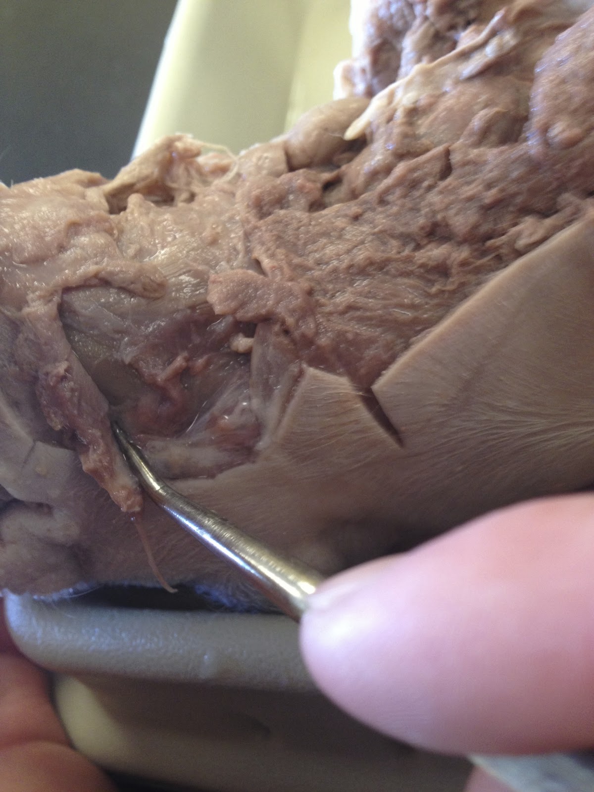 Hambo: First Dissection: Digestive System: Teeth and Salivary Glands