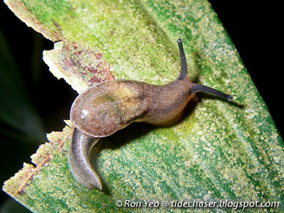 Yellow-shelled Semi-slug (Parmarion martensi)