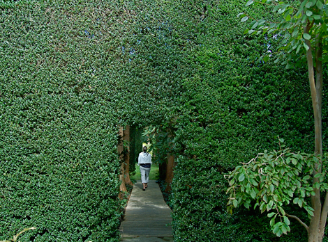 Dwarf English Boxwood Hedge Garden Hedges Boxwood Landscaping