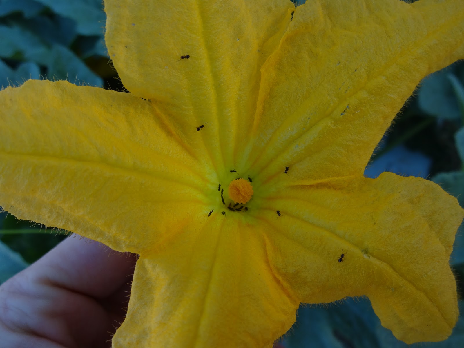 The Scientific Gardener Hand Pollinating Squash