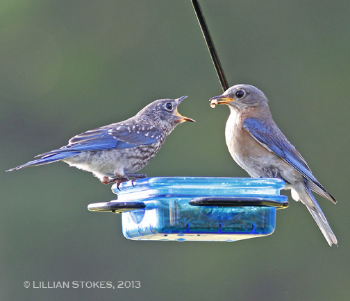 STOKES BIRDING BLOG: Baby Blues! Eastern Bluebirds