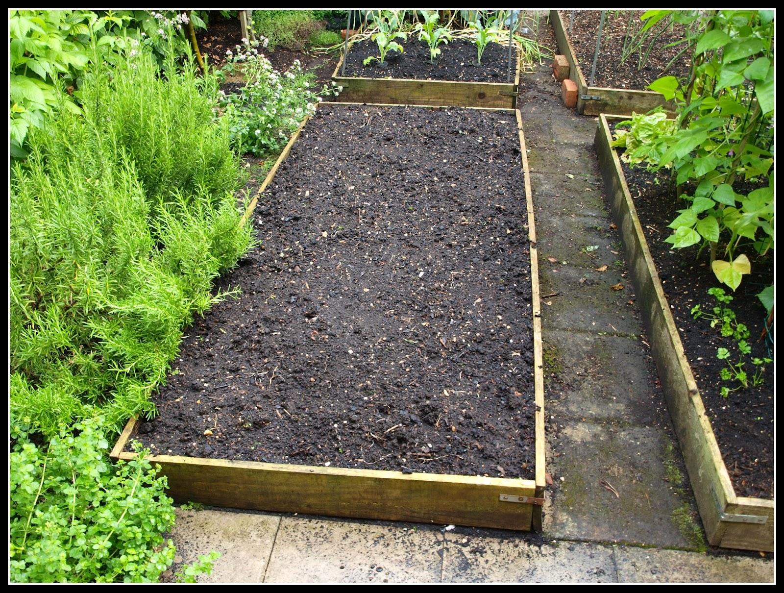 Mark's Veg Plot Broad Beans out, Brassicas in