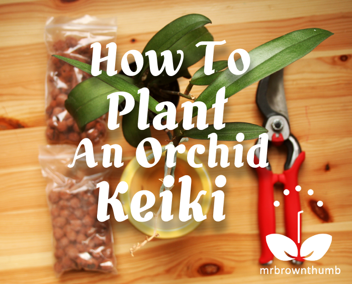 How to Plant an Orchid Keiki MrBrownThumb