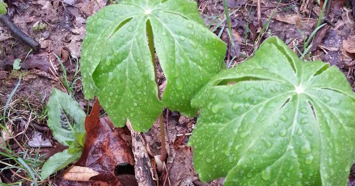 Mid Missouri Morels and Mushrooms Reports from the Field