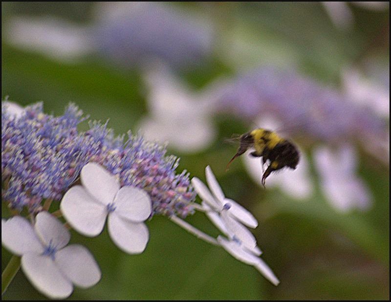 [Image: bumblebee2SM.jpg]