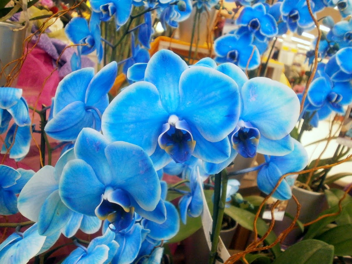 Orchid Phalaenopsis Blue