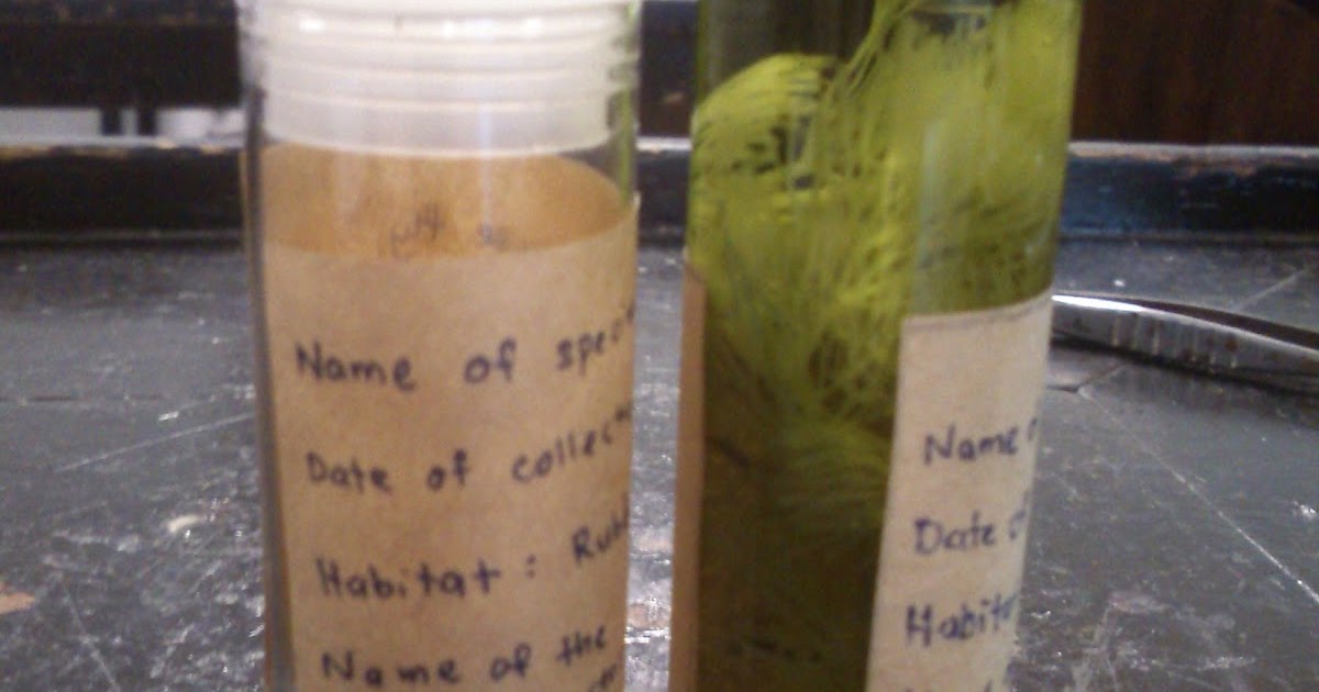 My Interesting Life High School 12 Biology Experiment