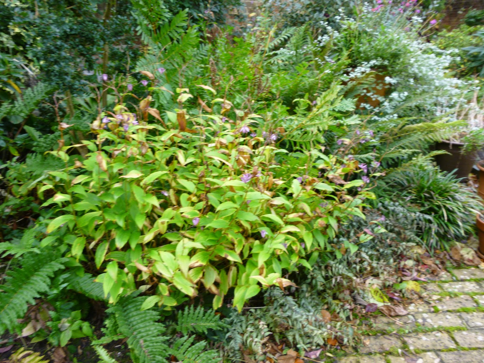 Future Plants By Randy Stewart Sarcococca Sweet Box