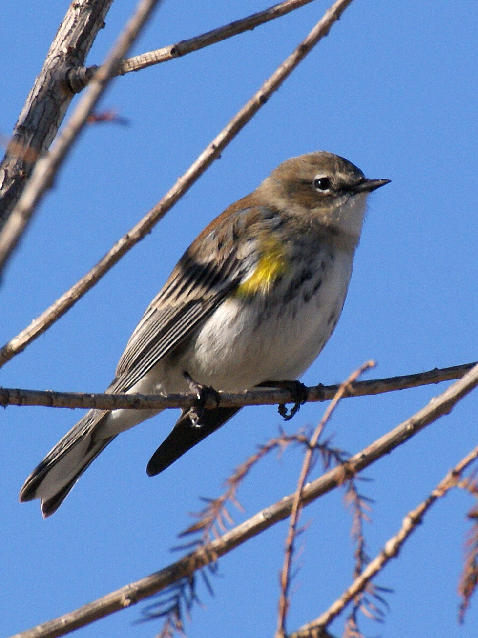 SE Texas Birding & Wildlife Watching CyFair Campus Birds