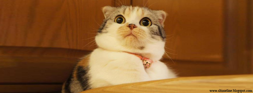 Fb Pictures Funny Cat Facebook Timeline Cover