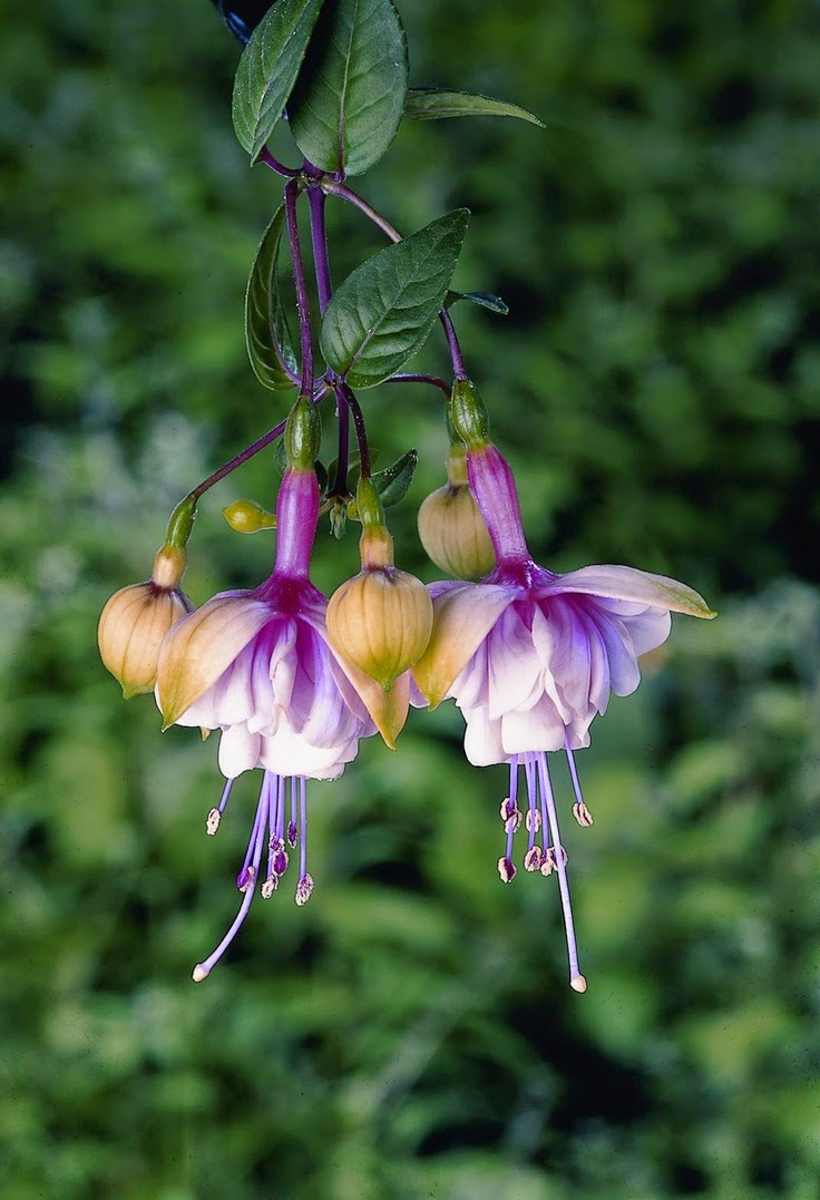 flower homes fuchsia flowers flower homes fuchsia flowers