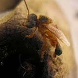 abelha moça branca ? foto de Obede RN