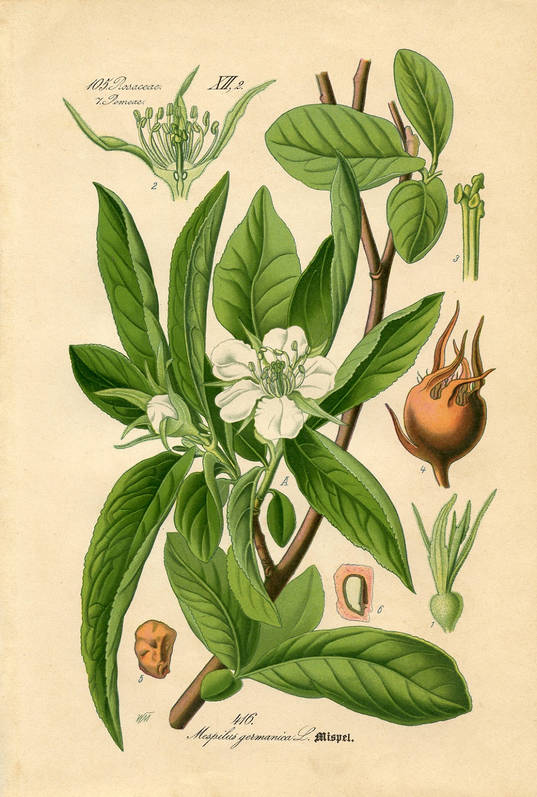 http://1.bp.blogspot.com/-oKUqT6j88qg/T8gSyDWU9_I/AAAAAAAASFA/AzmzM4HKAvk/s1600/Botanical-Printable-GraphicsFairy22sm.jpg