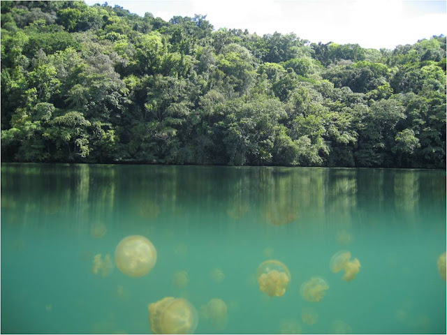بالصوى بحيرة قناديل البحر .. هجرة الملايين من قناديل البحر الذهبية Jellyfish+lake+palau+19