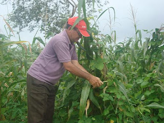 Produção de alimentos em Pau Serrado-Santa Quitéria contrapondo-se a monocultura do eucalipto