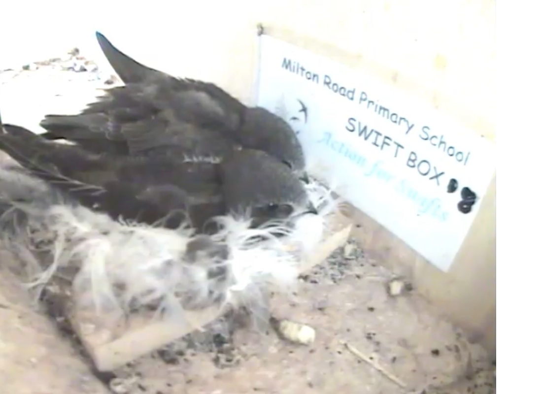 Nest box cameras and online webcams