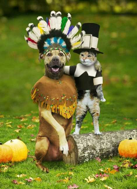 funny thanksgiving pictures