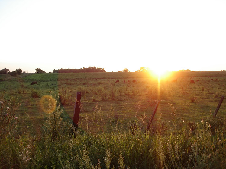 Febo Campo Traviesa