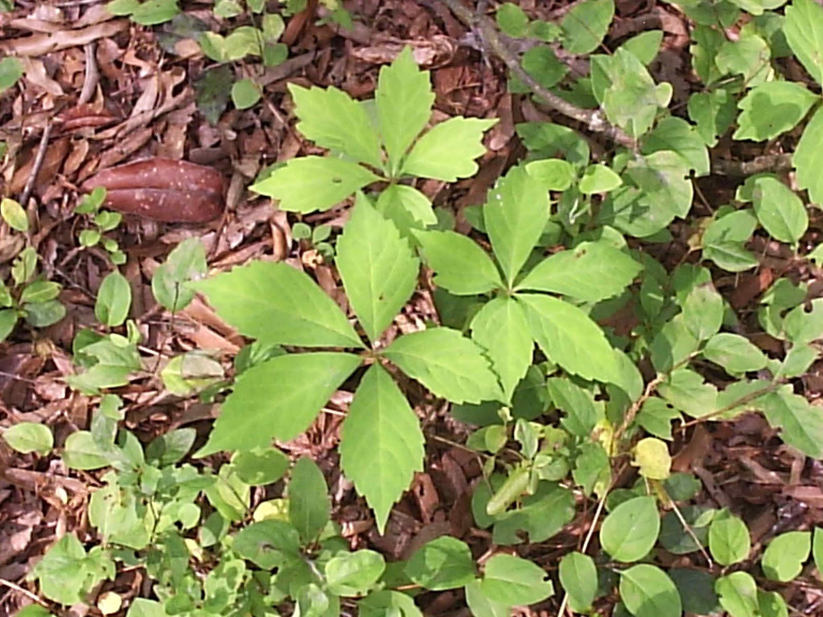 vine 5 leaves lanceolate