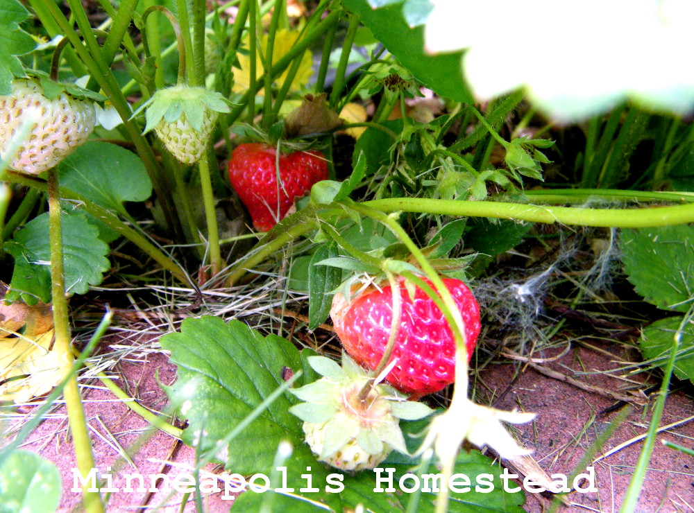 How to Harvest Strawberries Minneapolis Homestead