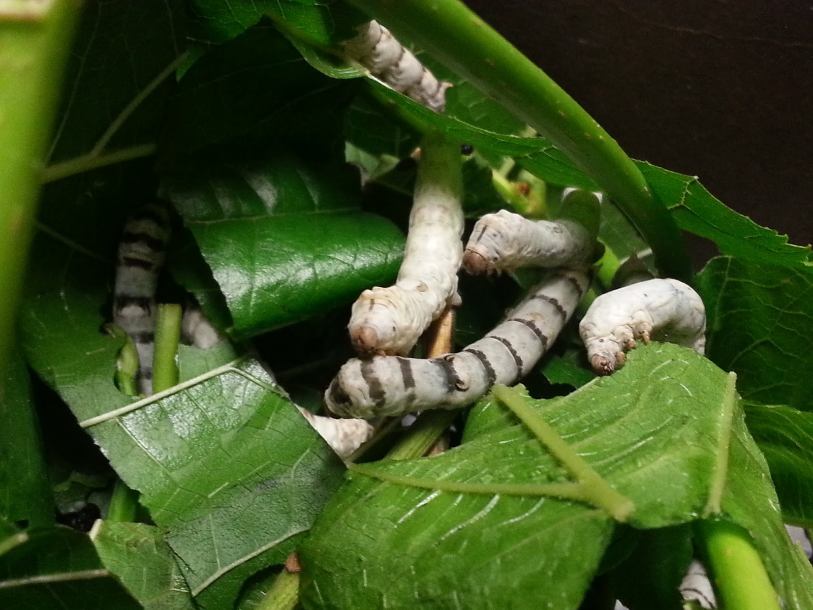 Amazing Silkworms "Instars" Developmental stages of the silkworm larva