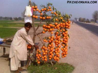 creative display of orange fruit by pakistani fruit seller