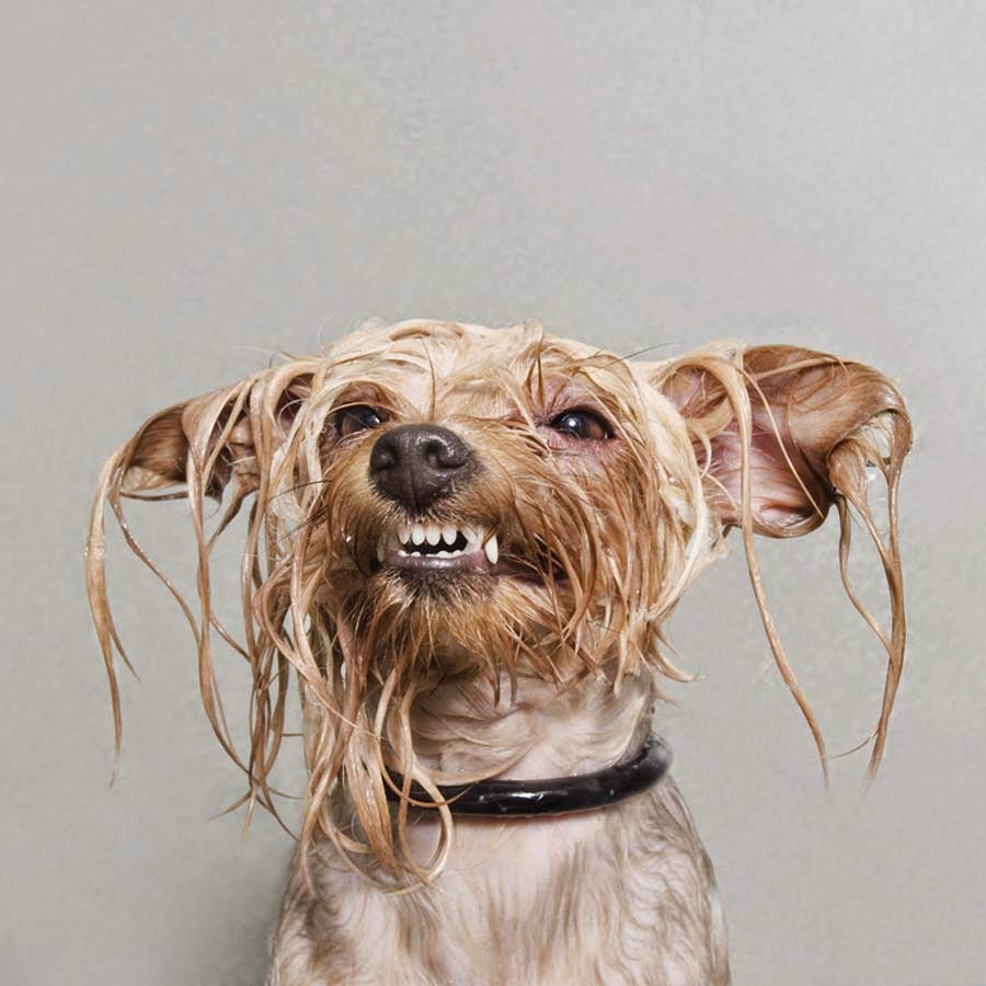 wet-dogs-(5).jpg