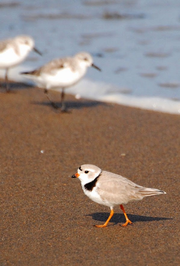 Birding Is Fun!: Piping Plovers at Maine's Reid State Park