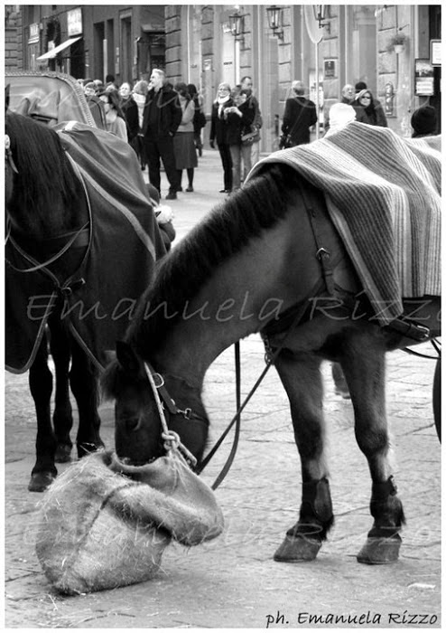 quando a Lecce c'era la carrozza con il cavallo.