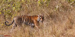 Tiger @ kanha kisali National Park India