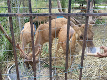 Ladang Rusa Fabiha